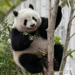 Ảnh đại diện của Cam Sầu